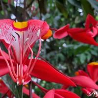 <i>Amherstia nobilis</i>  Wall.